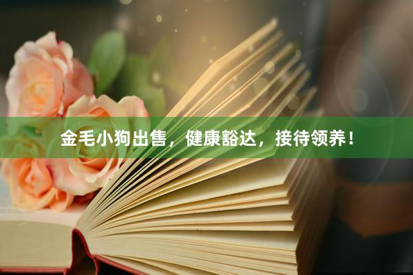 金毛小狗出售，健康豁达，接待领养！